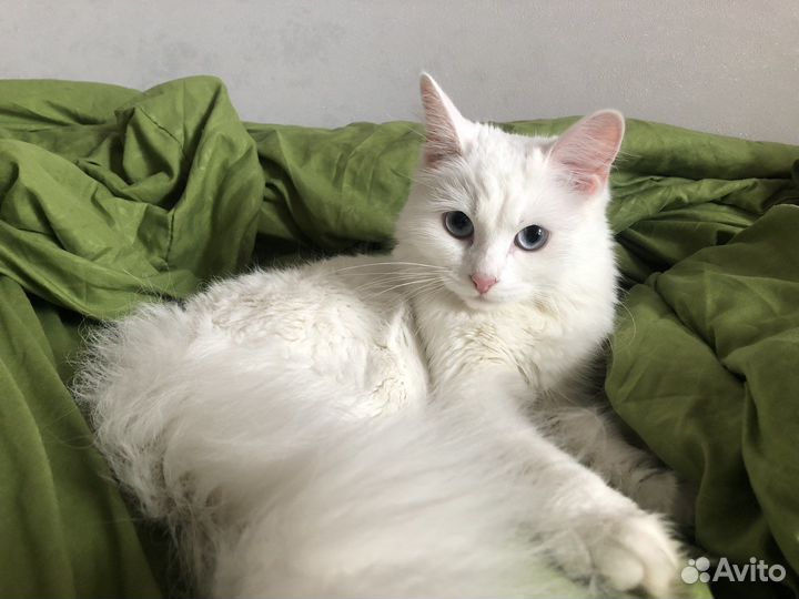 Котенок девочка