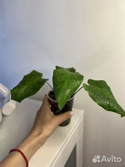 Калатея mosaic мозаика