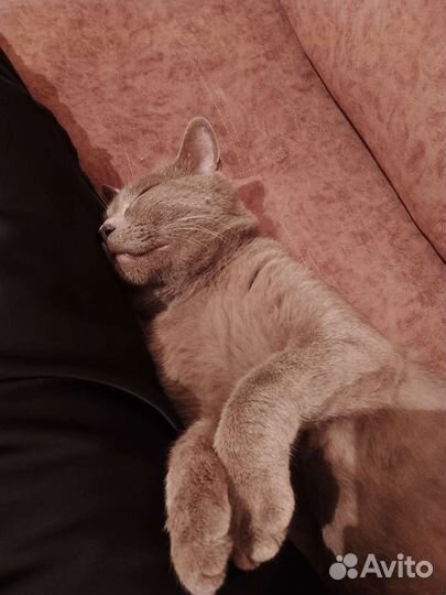 Британская кошка