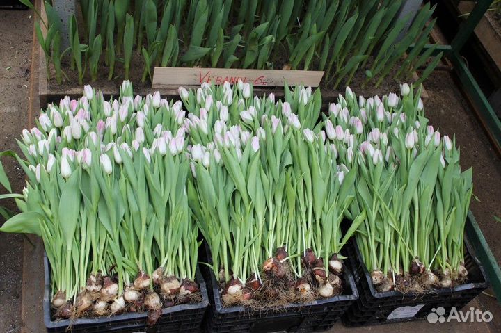 Луковица тюльпанов оптом 12;14+для выгонки