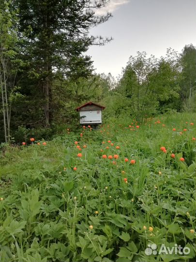 Продается пасека респ Алтай. Доход + Отдых