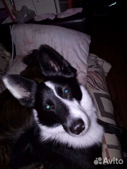 Бордер Колле