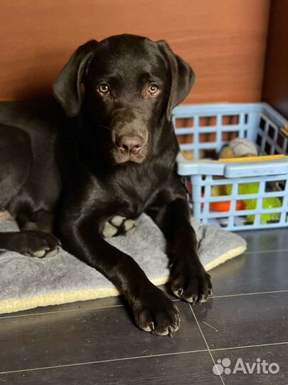 Собака шоколадный лабрадор