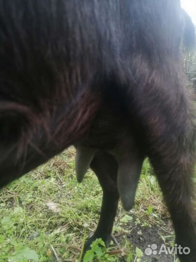 Нубийские козы