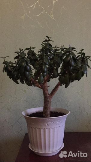 Денежное дерево, Толстянка, Крассула