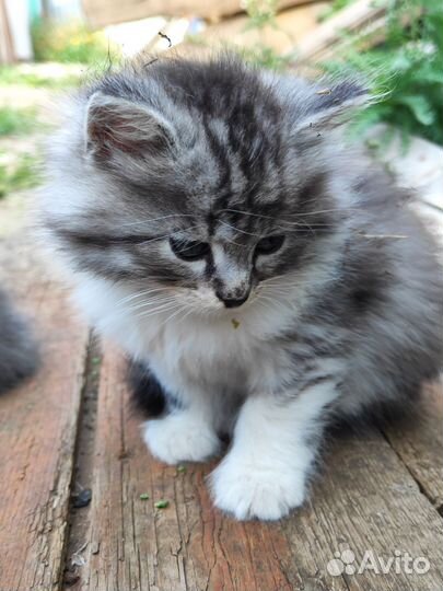 Милые красивые котята