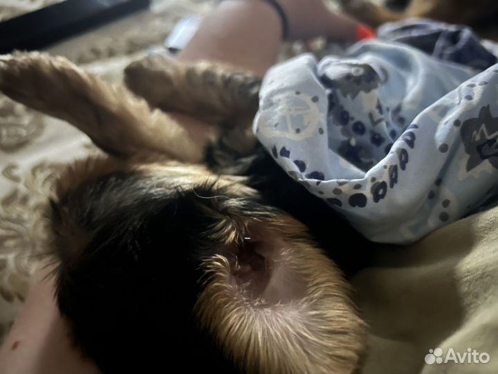 Йоркширский терьер мальчик