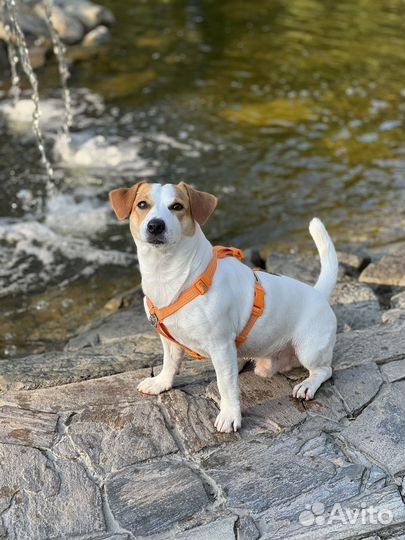 Джек рассел вязка