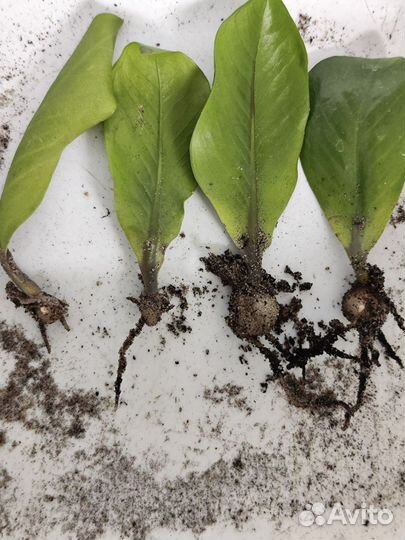 Замиокулькас