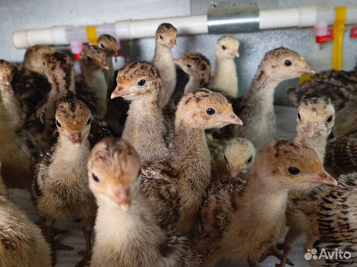 Продам индюшат