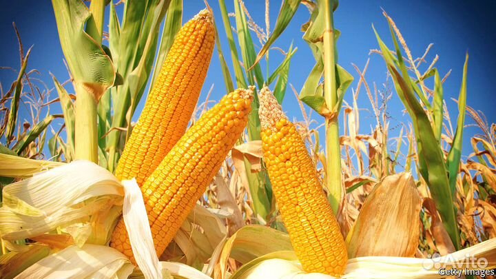 Семена кукурузы на зерно и силос Российской селекц