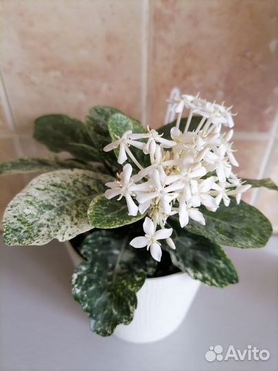 Редкие экзотические комнатные растения