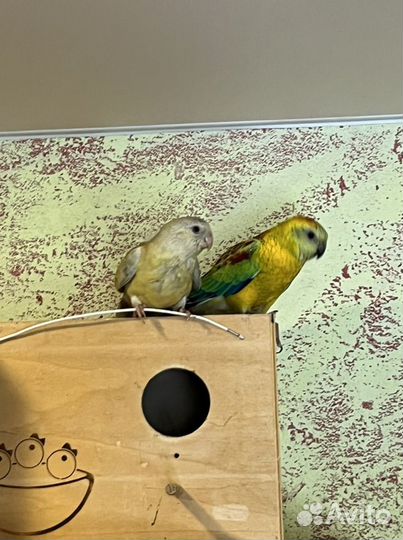 Певчие птицы, попугаи