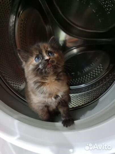 Котята медвежата в дар