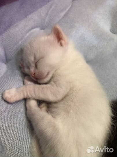 Котенок девочка в добрые руки