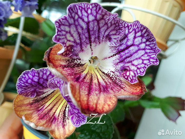 Стрептокарпусы желтоцветковые и не только