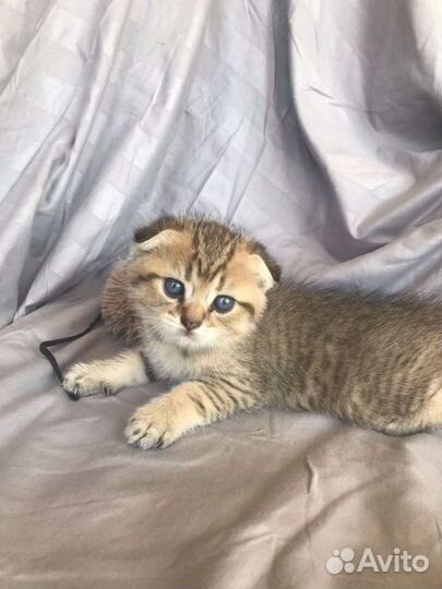 Шотландские вислоухие прямоухие котята