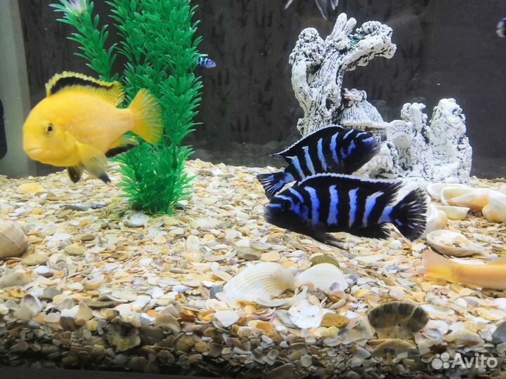 Цихлиды демасони