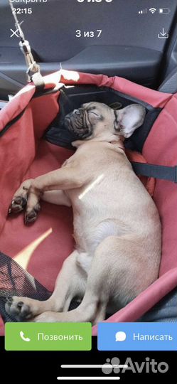 Автогамак для перевозки собак