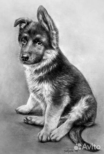 Собаки щенки бесплатно