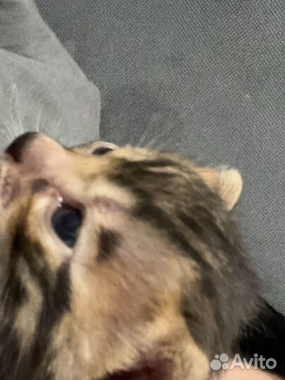 Продам котенка бенгала