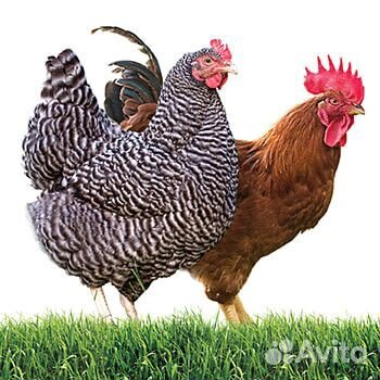 Инкубационное яйцо несушки и цветного бройлера