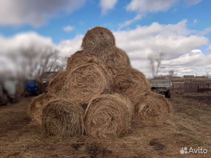 Продам сено в рулонах