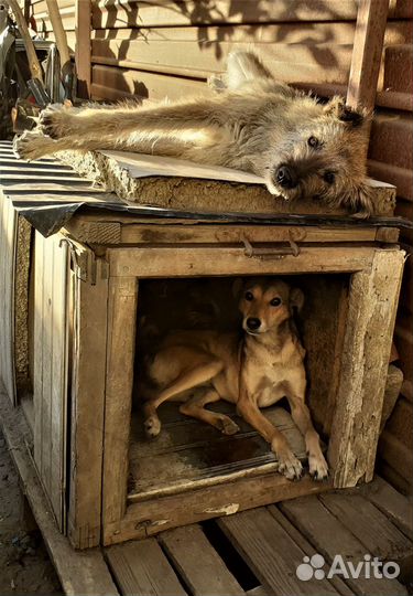 Дворняжки в добрые руки