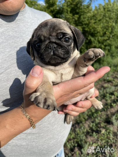 Щенки мопса