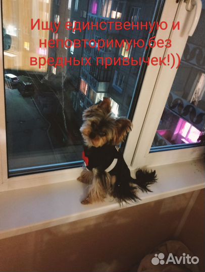 Йоркширский терьер