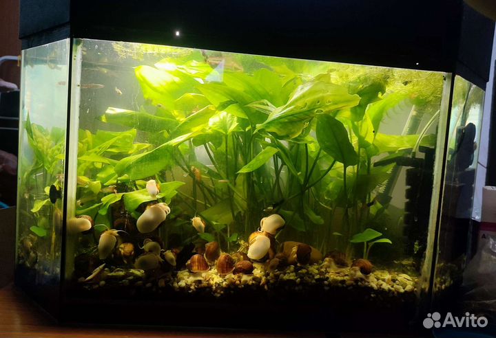 Ампулярии, Растения и Гуппи