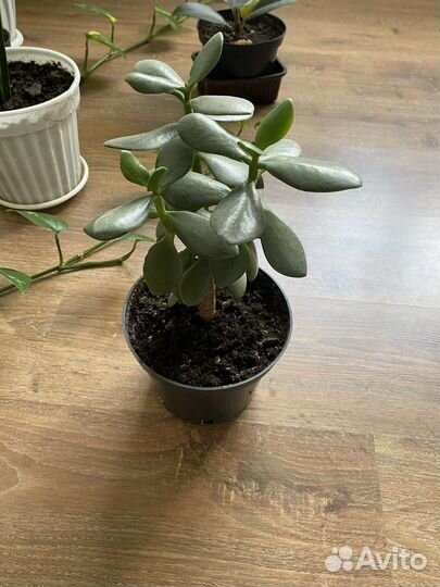 Комнатные цветы