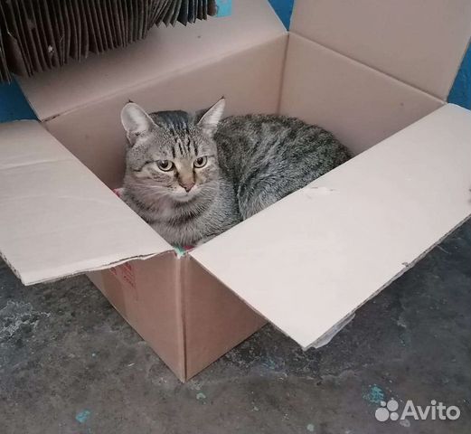 Котик ищет дом объявление продам