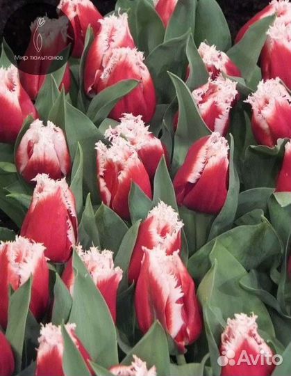 Тюльпаны микс голландские