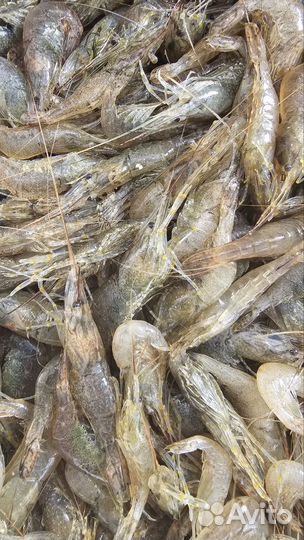 Живые раки, азовская креветка
