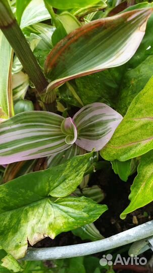 Традесканция Нанук, Ауреа, Фурия, Альбифлора