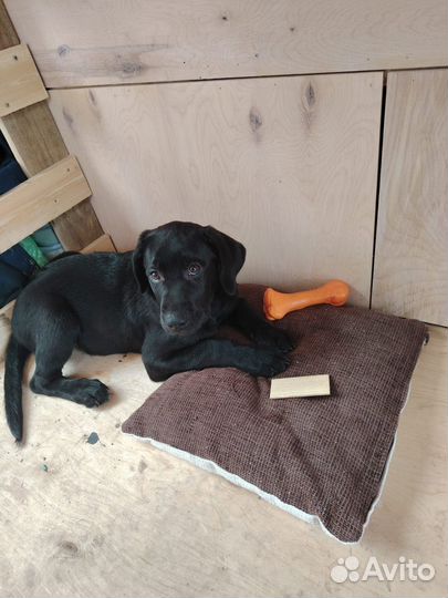 Щенок лабрадора черный