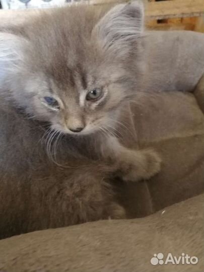 Кошка в дар