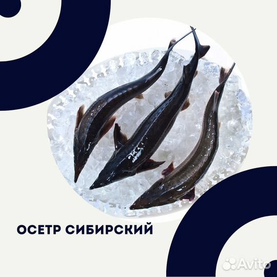 Рыба свежая