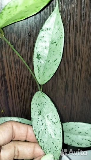 Хойи новинки