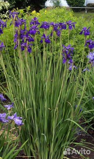 Многолетники Астра, Ирисы, Вербейник, Гравилат др