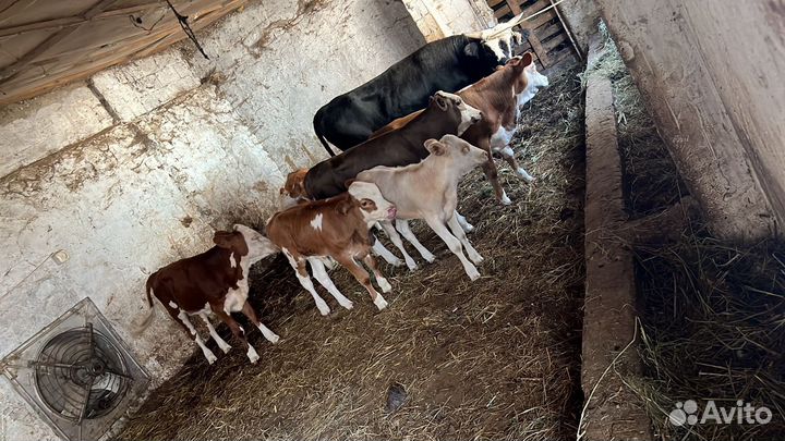 Бычки телки