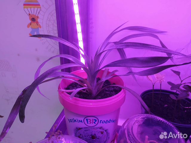 Комнатный ананас