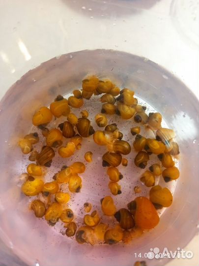 Креветки Синие, Меченосц, Растения, Улитки, Сомики