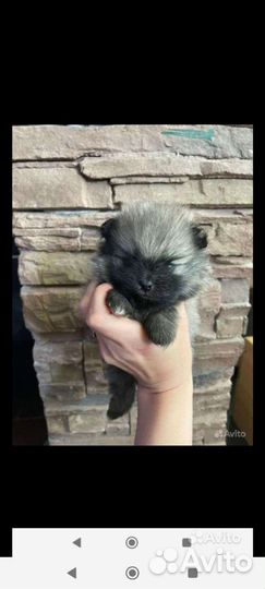 Шпицы разные. Доставка из Челябинска