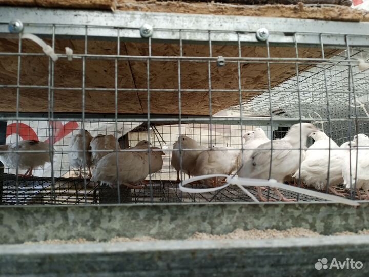 Перепела продажа