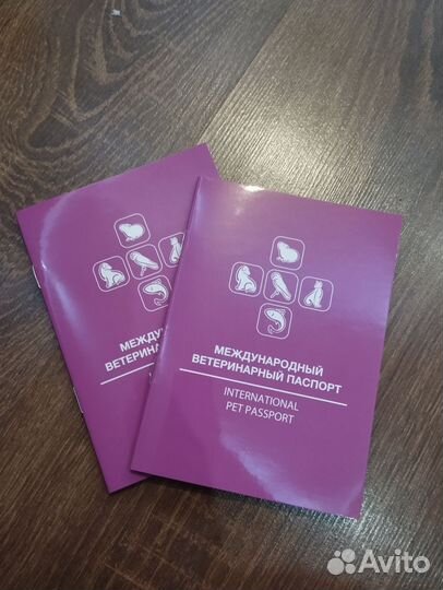 Ошейники, поводки, костюм для собак