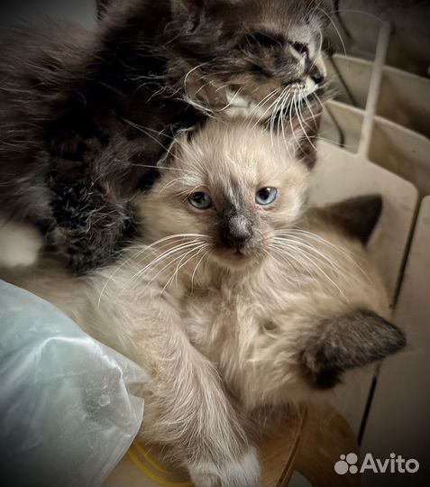 Котята в добрые руки