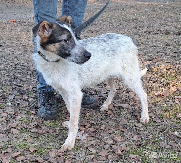 Батоша 9 мес 40-45 см