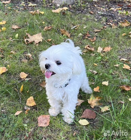 Mini Maltese вязка